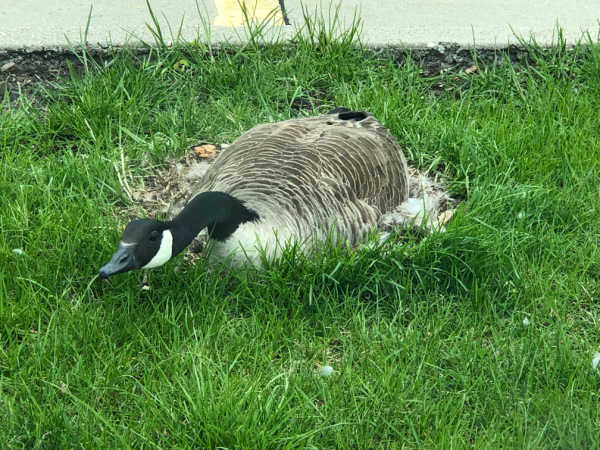 Goose On Nest 600w