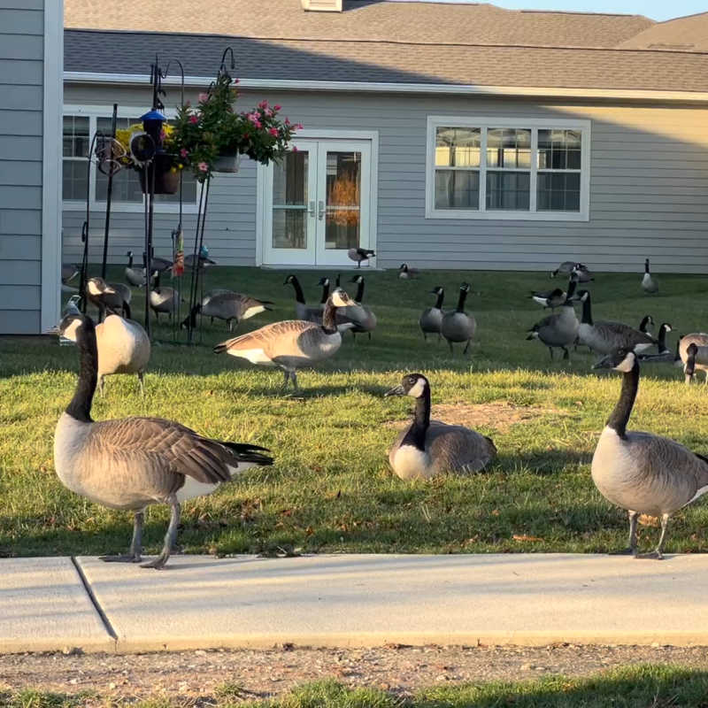 gaggle of geese by a home