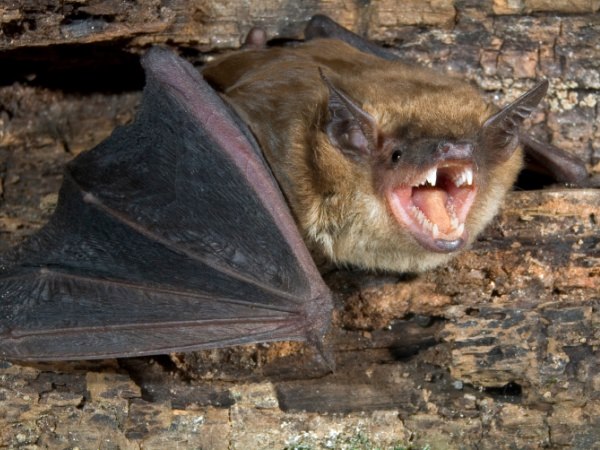Brown Bat In Iowa