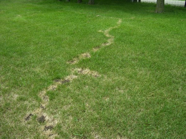 Mole Tracks in Yard