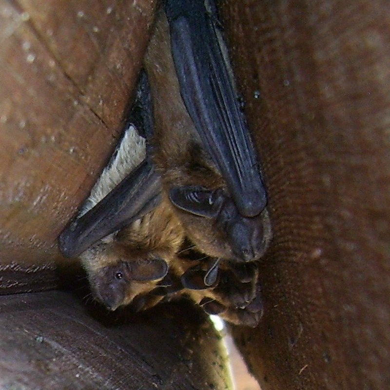 bats in log home